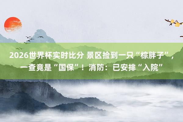 2026世界杯实时比分 景区捡到一只“棕胖子”，一查竟是“国保”！消防：已安排“入院”