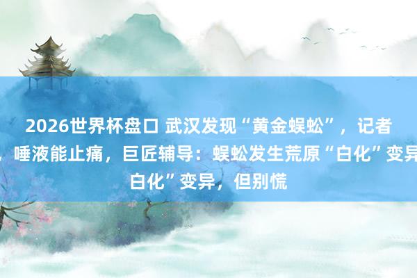 2026世界杯盘口 武汉发现“黄金蜈蚣”，记者亲测被咬，唾液能止痛，巨匠辅导：蜈蚣发生荒原“白化”变异，但别慌