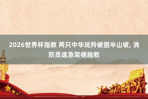 2026世界杯指数 两只中华斑羚被困半山坡， 消防员遑急架梯施救